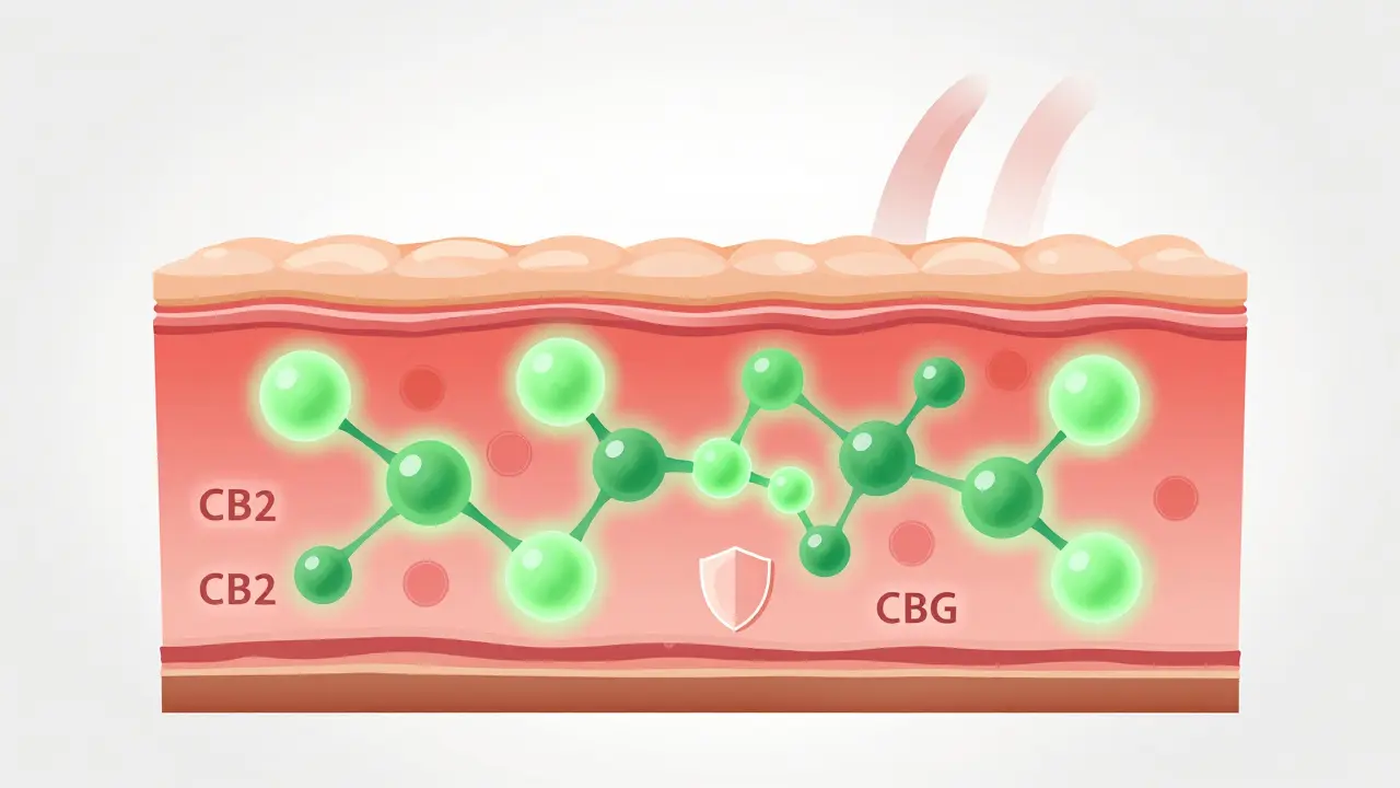 Konceptuální ilustrace působení molekul CBG na receptory v kůži